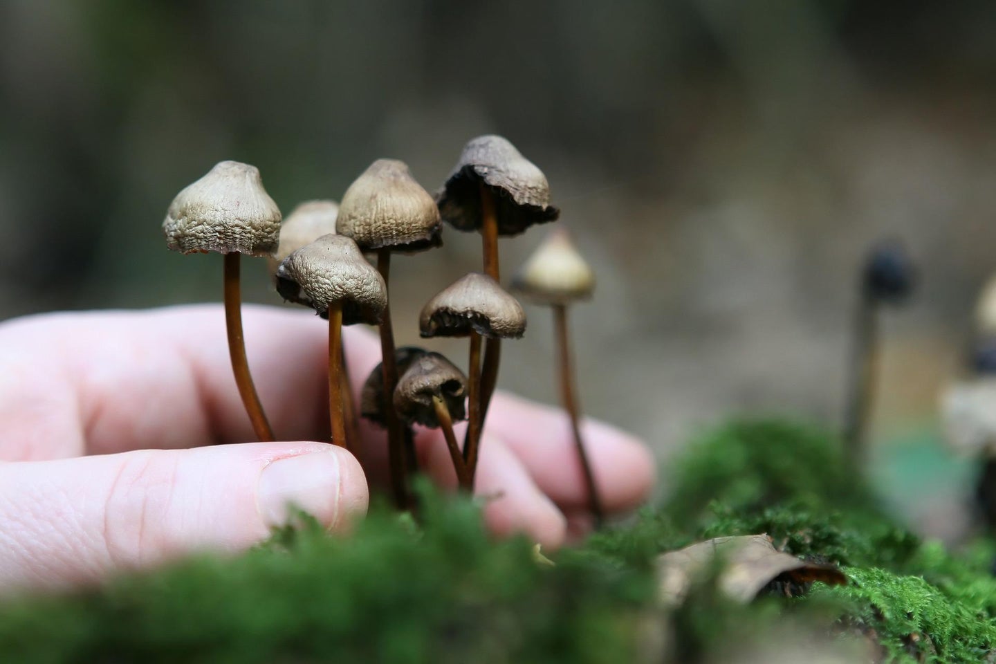 Psychoactive mushrooms may help patients with depression.