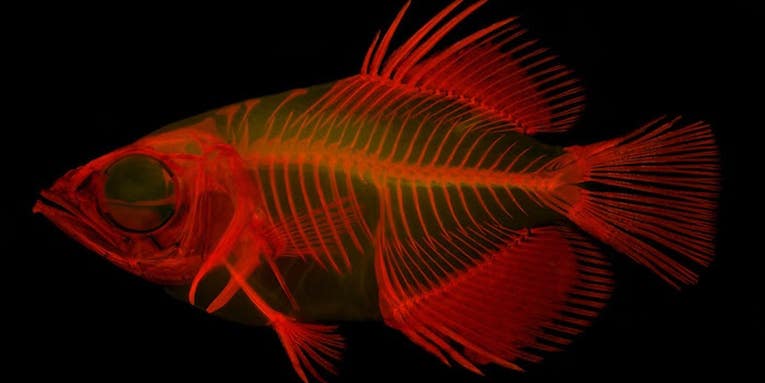An archerfish family tree is the best shot yet at the evolution of sniper fish