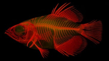 fluorescent view of an archerfish's skeleton and anatomy