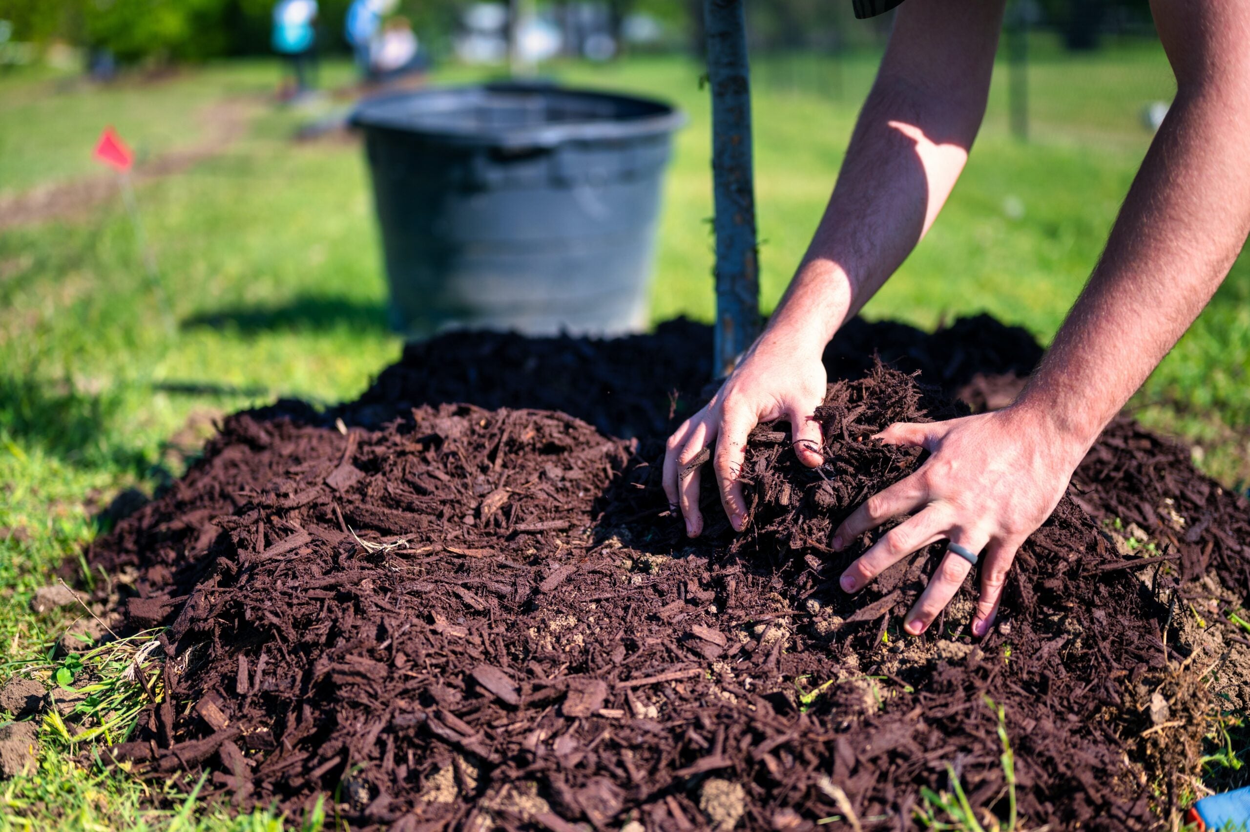 Cómo seleccionar, plantar y proteger un nuevo árbol en su jardín