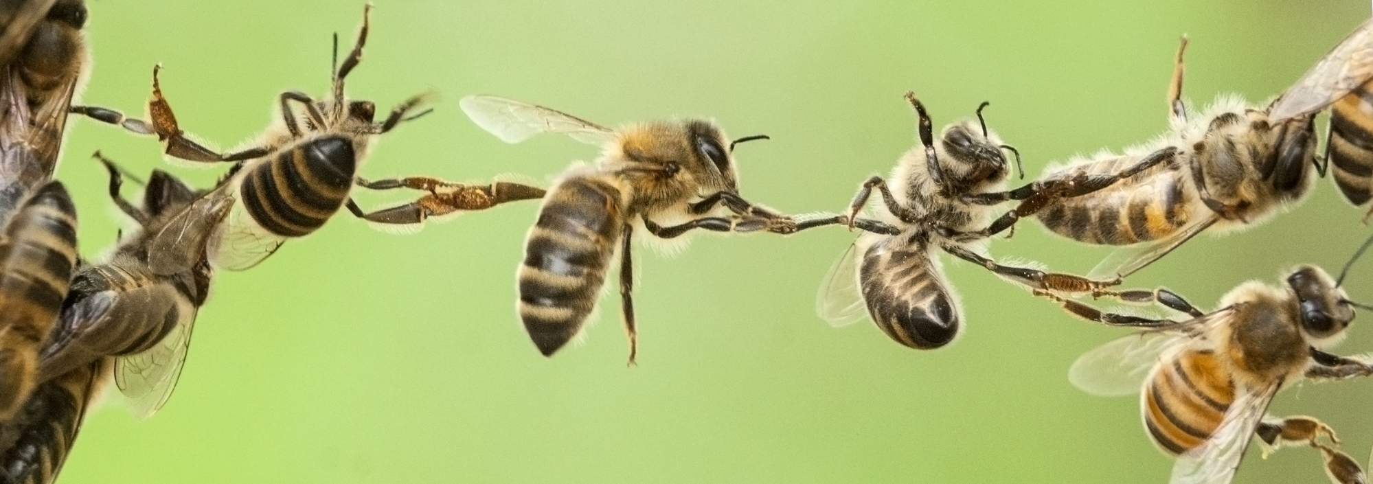 Bees hanging onto each other