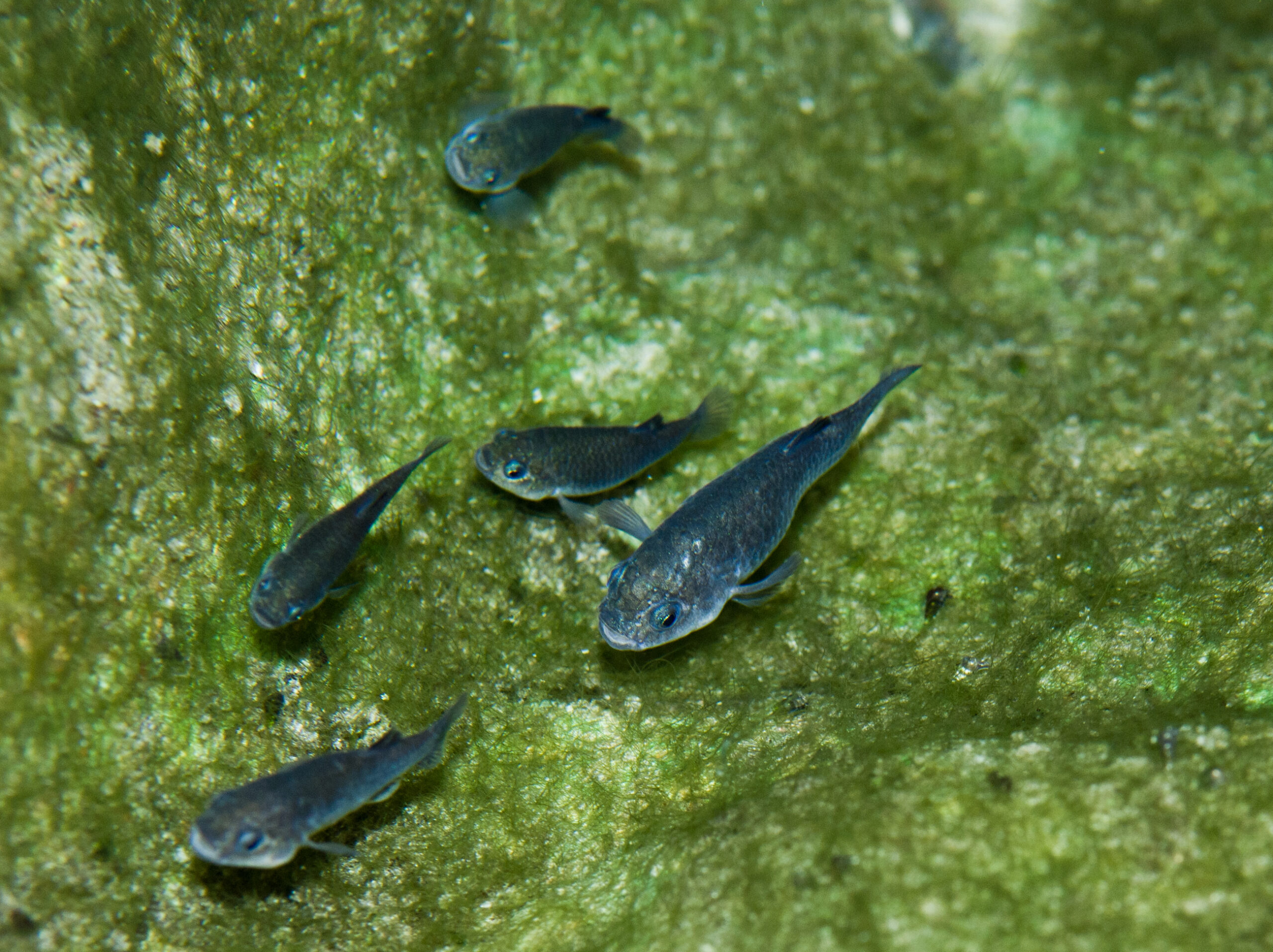 Devils Hole pupfish were named for their puppy-like behavior.