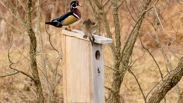 It's time to make a wood duck box