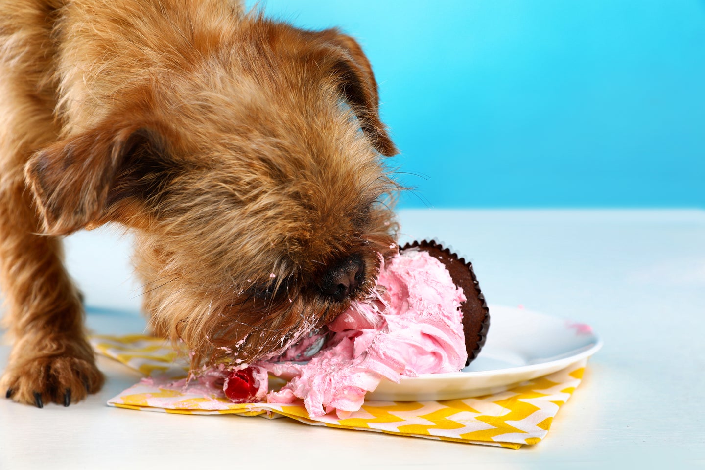 a brussels griffon dog eats a cupcake