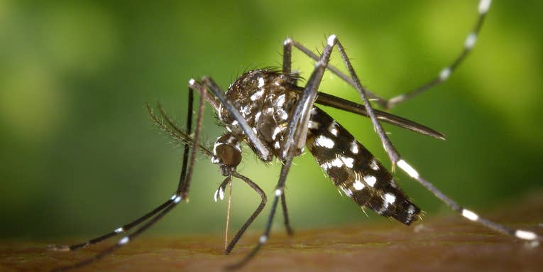 The first US trial to release GMO mosquitoes just ended. Here’s how it went.