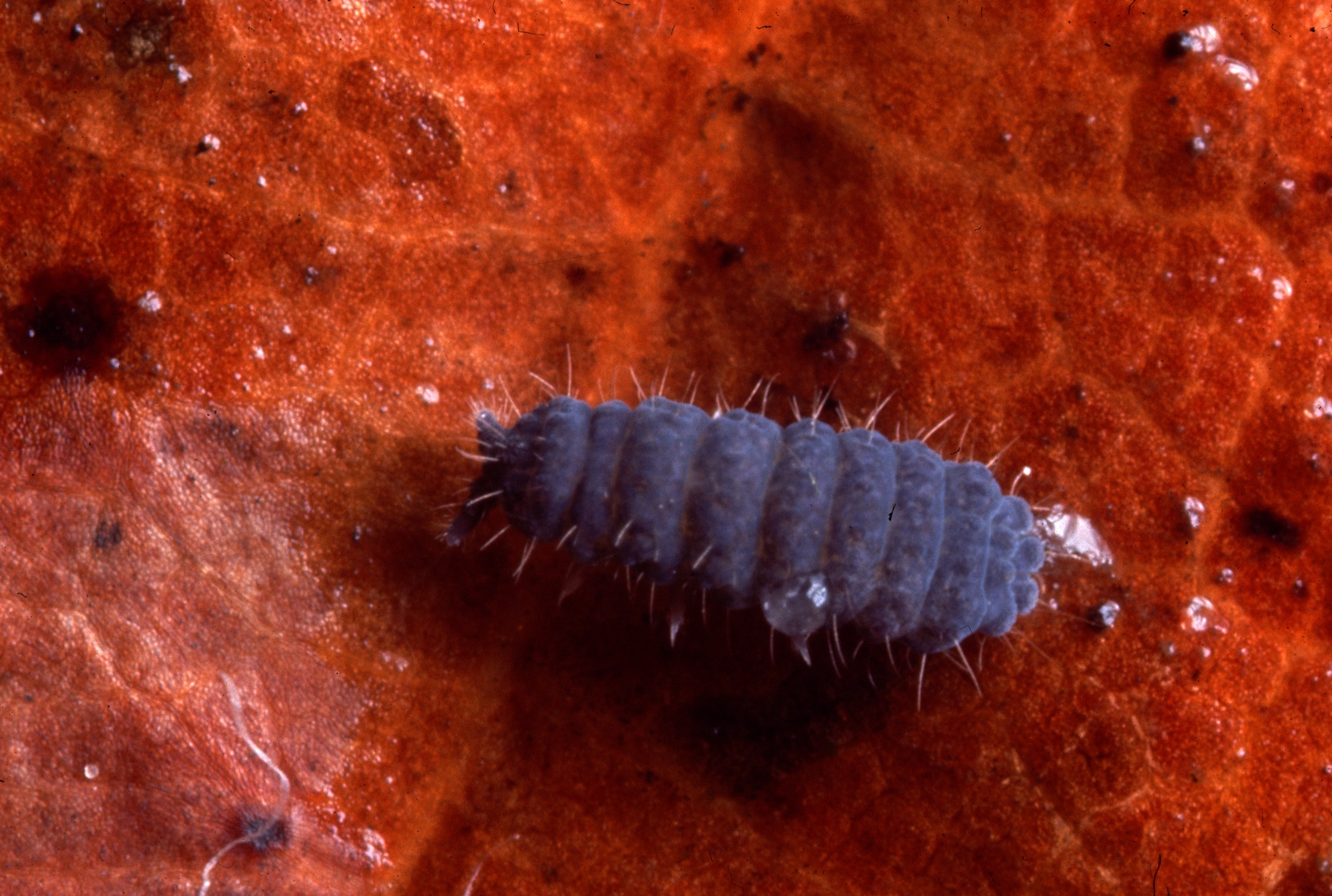 Purplish tardigrade or water bear moving across a brown leaf