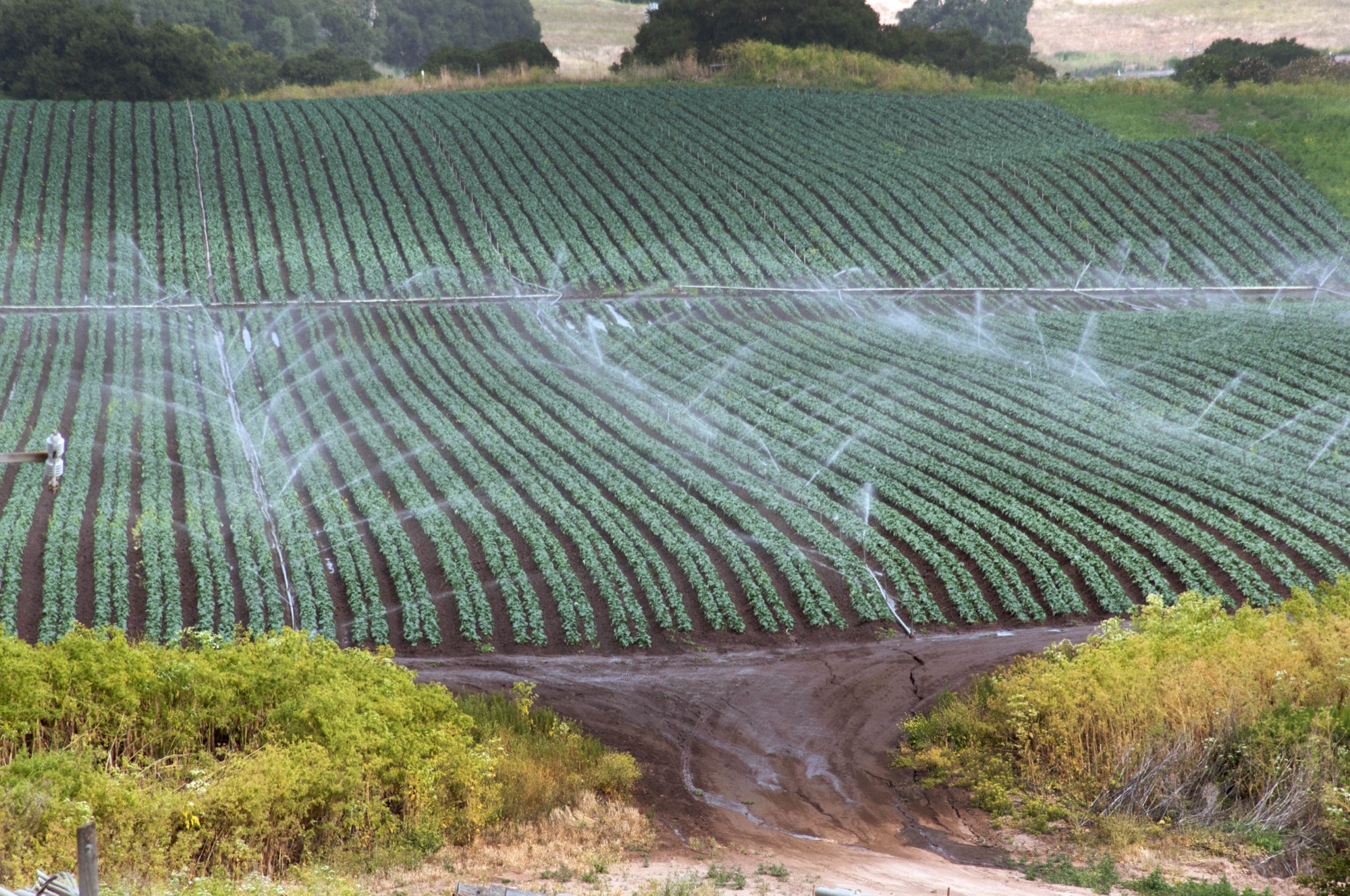 crop rows of leafy greens being watered on a large farm
