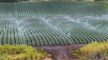 crop rows of leafy greens being watered on a large farm