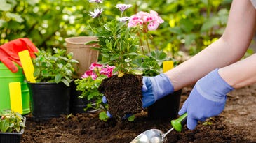 Why gardening shouldn’t just be a pandemic-time trend