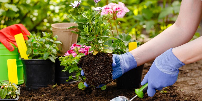Why gardening shouldn’t just be a pandemic-time trend
