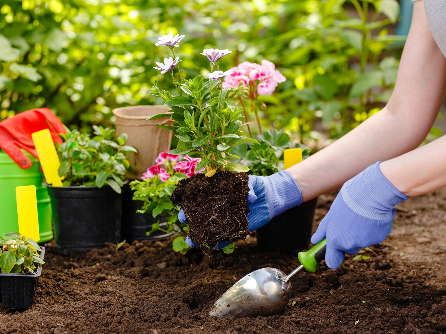 A photo of a person's hands and arms who is gardening with flowers.
