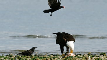 Two crows attacking a feeding bald eagle along the water