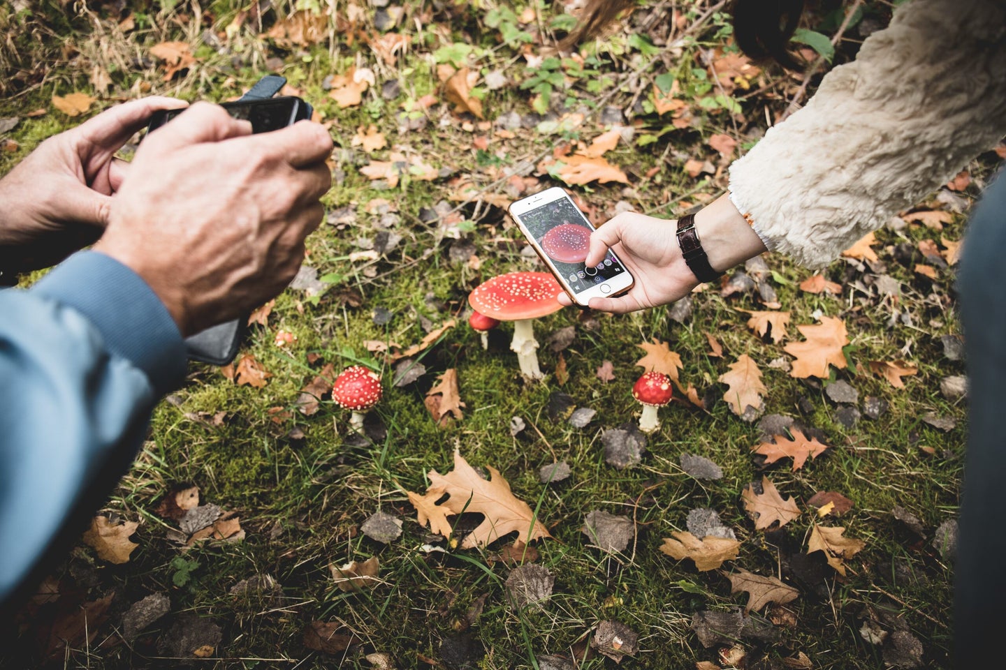 two pairs of hands holding camera and phone to take photo of mushroom in field