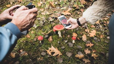 two pairs of hands holding camera and phone to take photo of mushroom in field