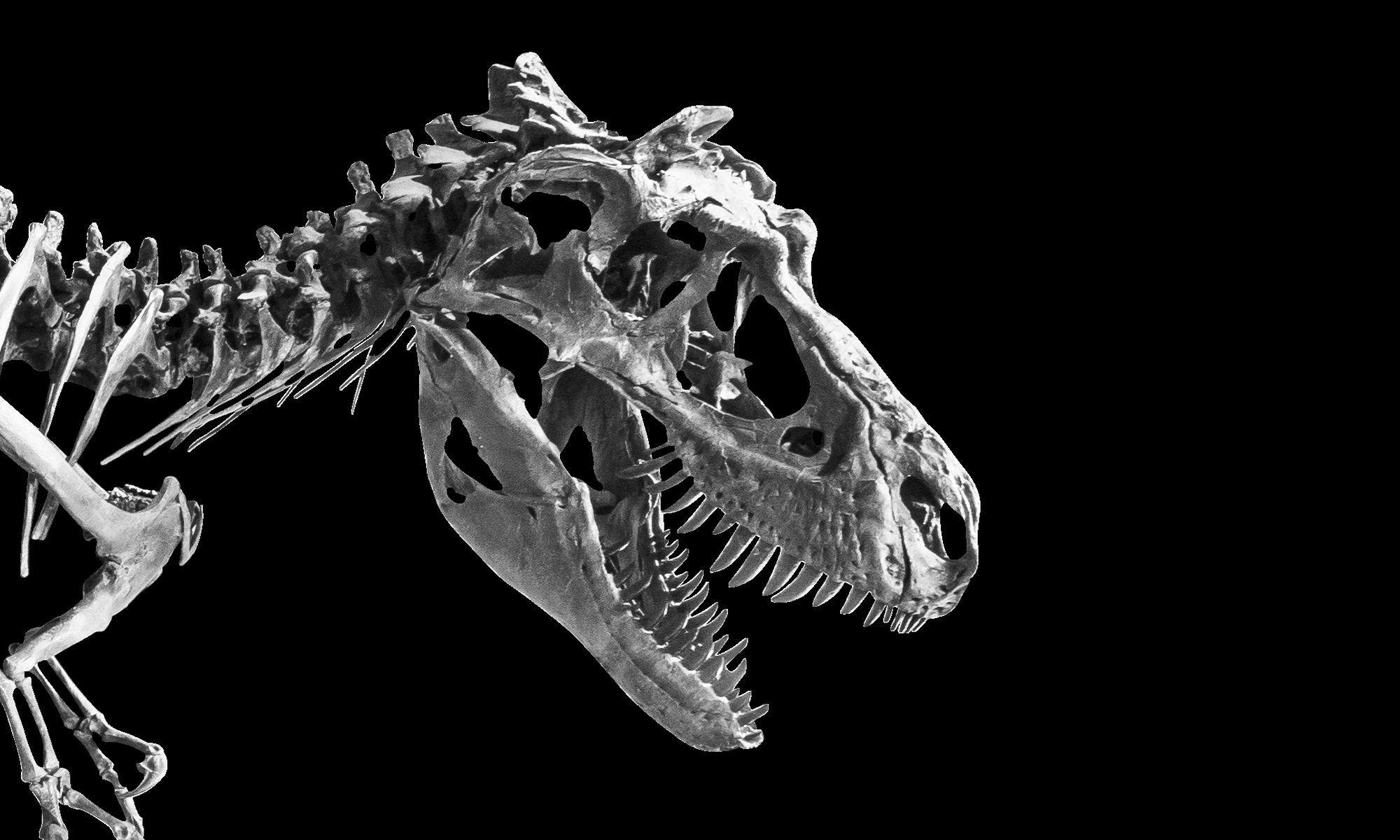 een t rex skelet op een zwarte geïsoleerde bakchround