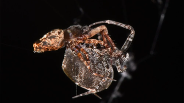 These male spiders fling into the air to escape post-coital cannibalism