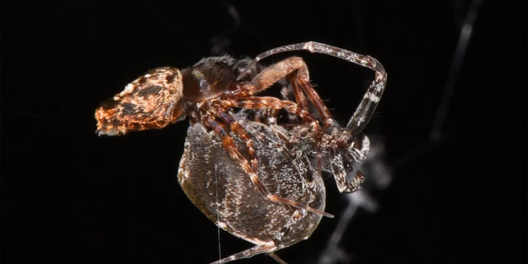 These male spiders fling into the air to escape post-coital cannibalism