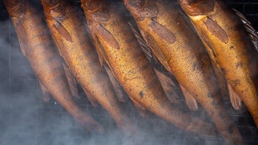 A photo of perch on a fish smoker being smoked.