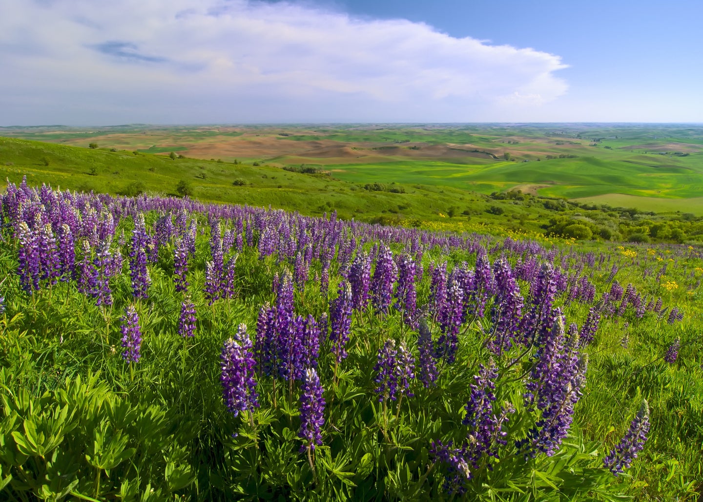 Purple lupine native wildflowers at Steptoe Butte State Park in Washington