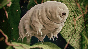 a 3d rendering of a tardigrade or water bear in a green aquatic environment