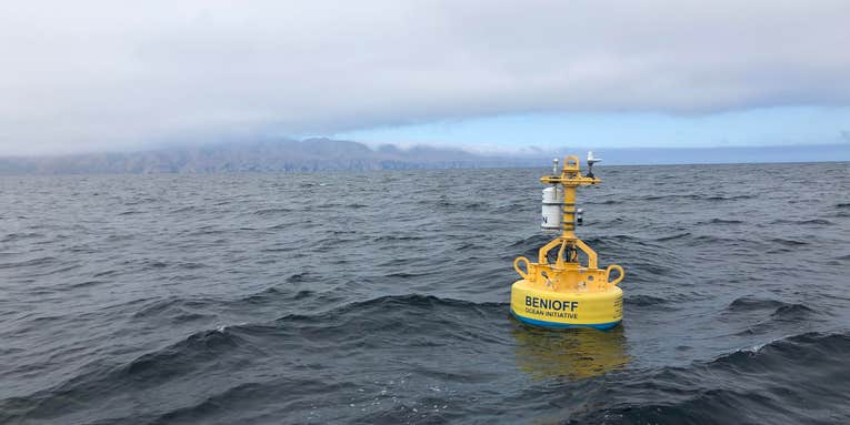 Whale-monitoring robots are oceanic eavesdroppers with a mission