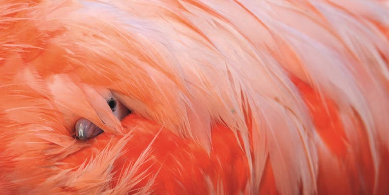 Before they grow into splendor, flamingos are just awkward floofs