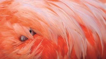 Caribbean flamingo chick tucked into the pink feathers on the back of its parent