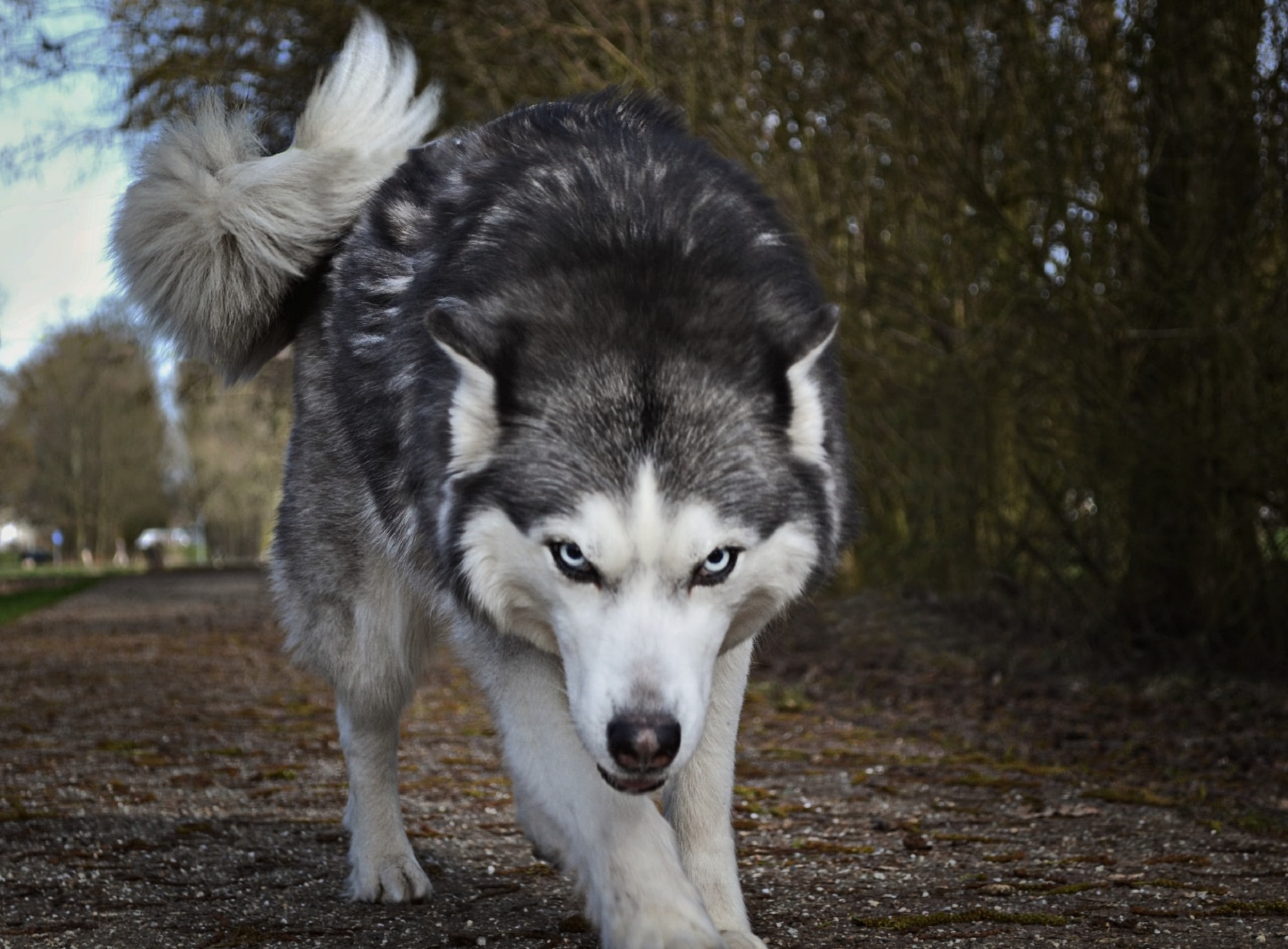 One big myth: dog breeds have personality traits