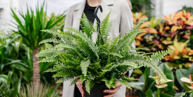Learn how to spot a healthy houseplant in the store