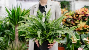 A person holding a houseplant at the store.