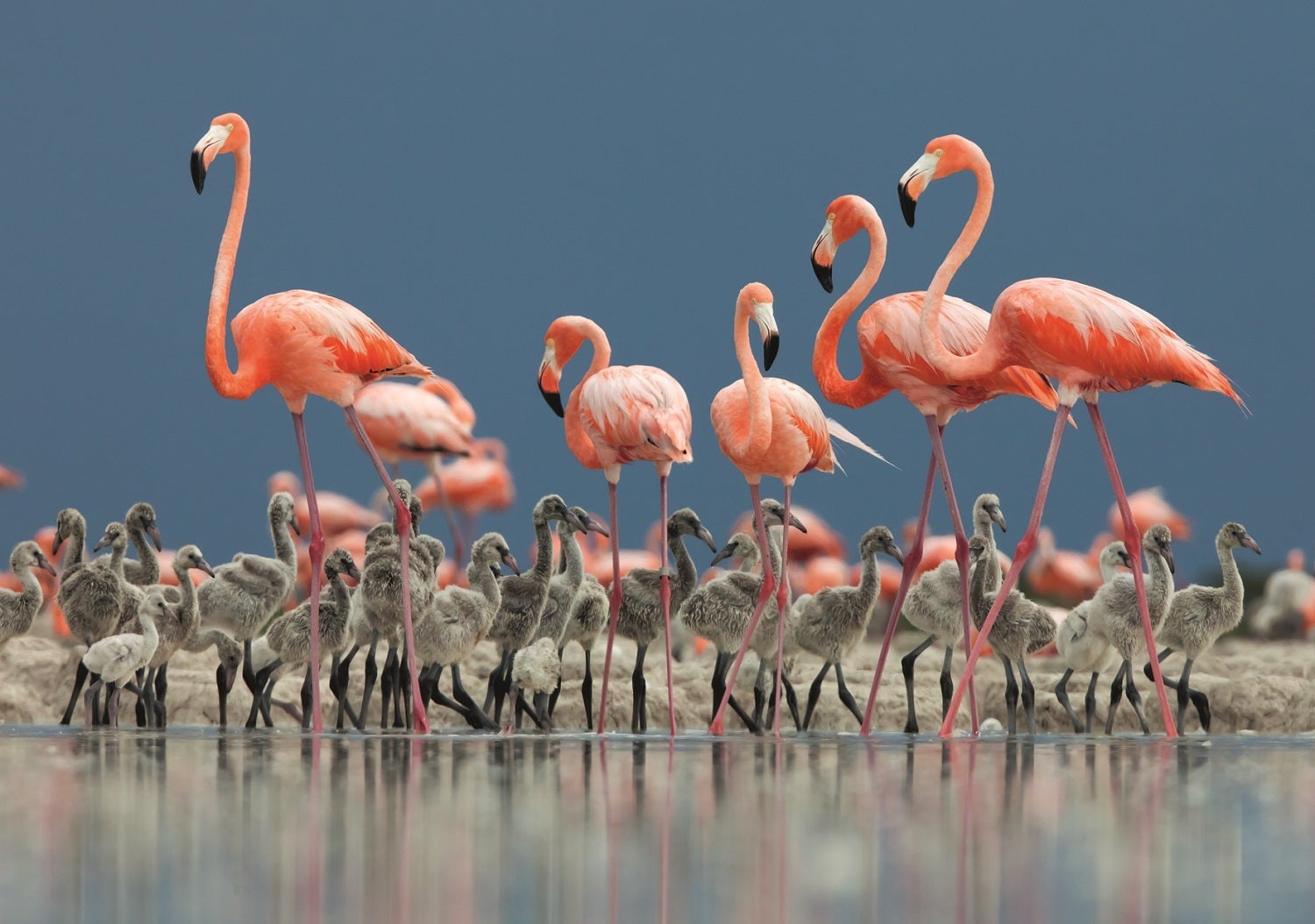 Adult Caribbean flamingos standing over gray fuzzy adolescent birds