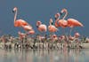 Adult Caribbean flamingos standing over gray fuzzy adolescent birds