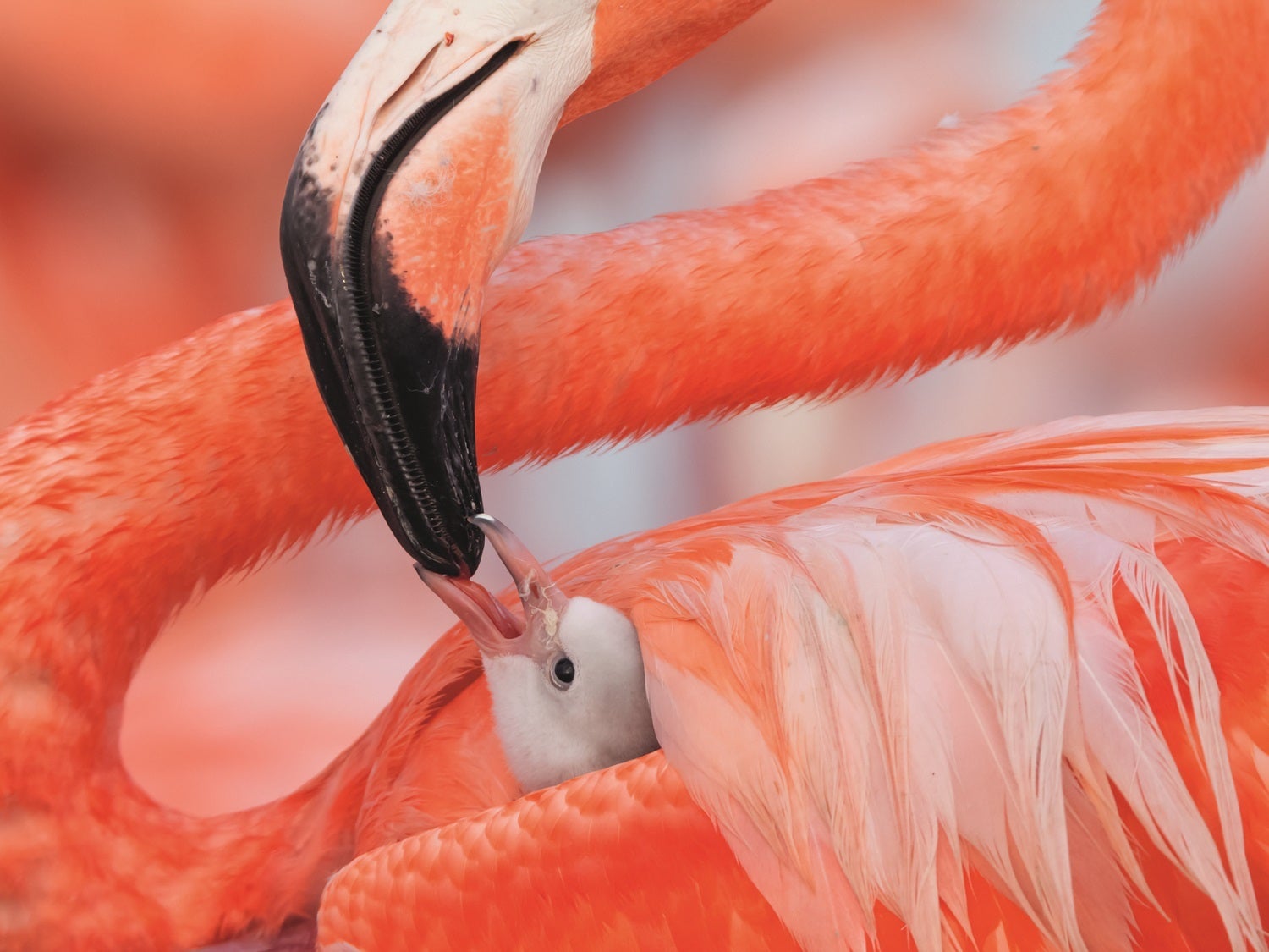 Caribbean flamingo chick being fed by parent while nestled in adult's back feathers