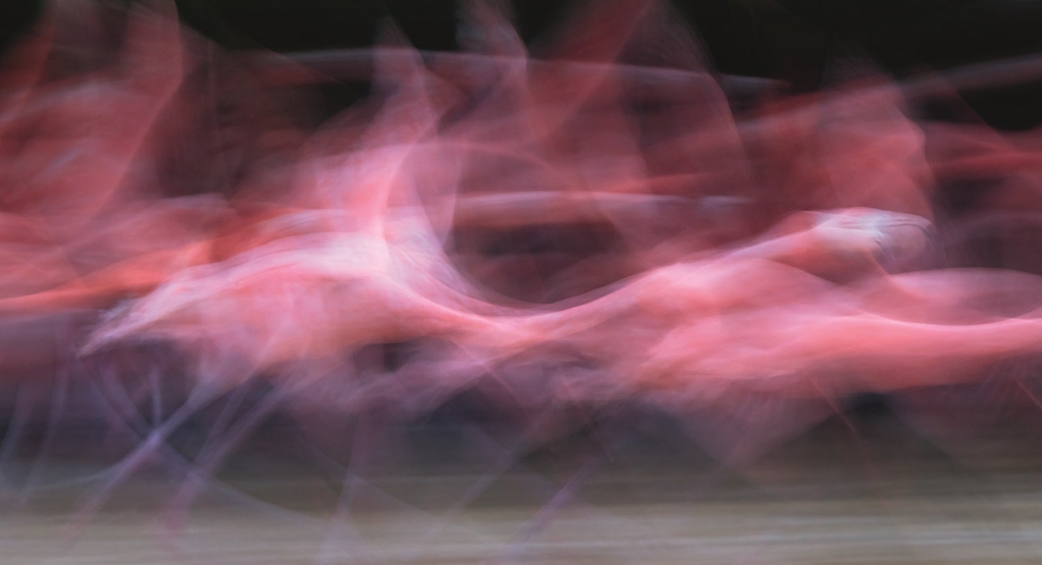 Adult Caribbean flamingos lifting off from water with a blurred effect