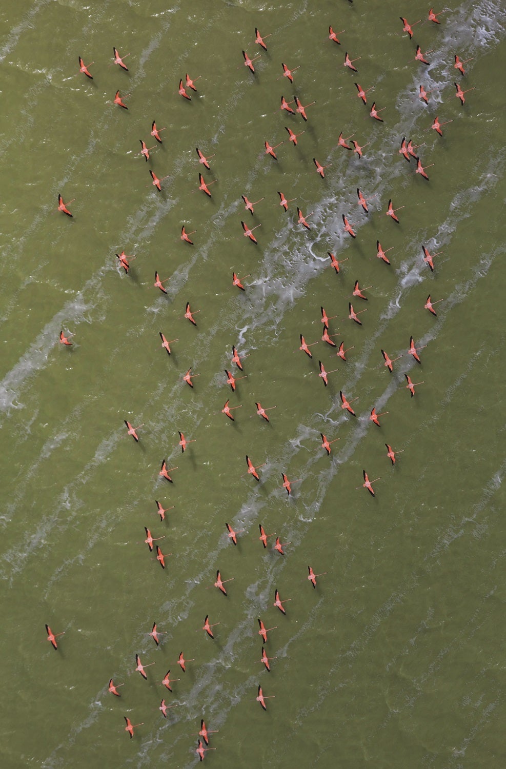 Adult Caribbean flamingos in the greenish waters of Mexico's Yucatan Peninsula seen from above