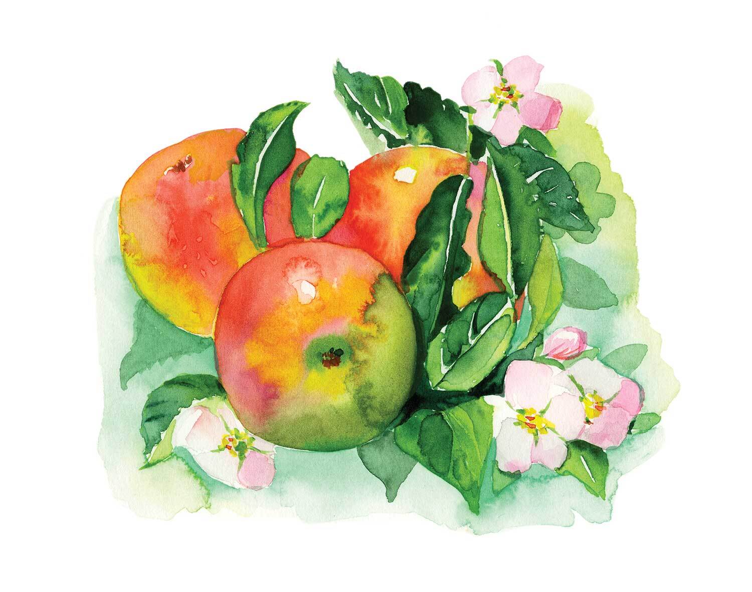 An illustration of the Sierra Beauty apple