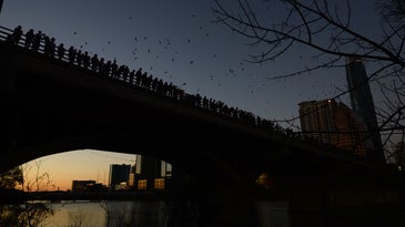 People standing on a bridge at sunset while bats fly over.