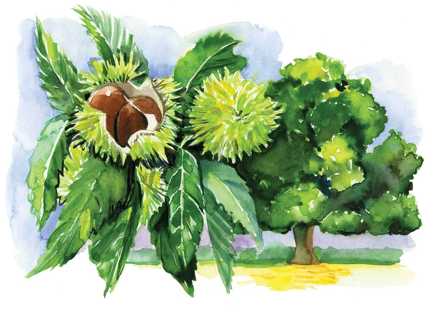 An illustration of the American chestnut