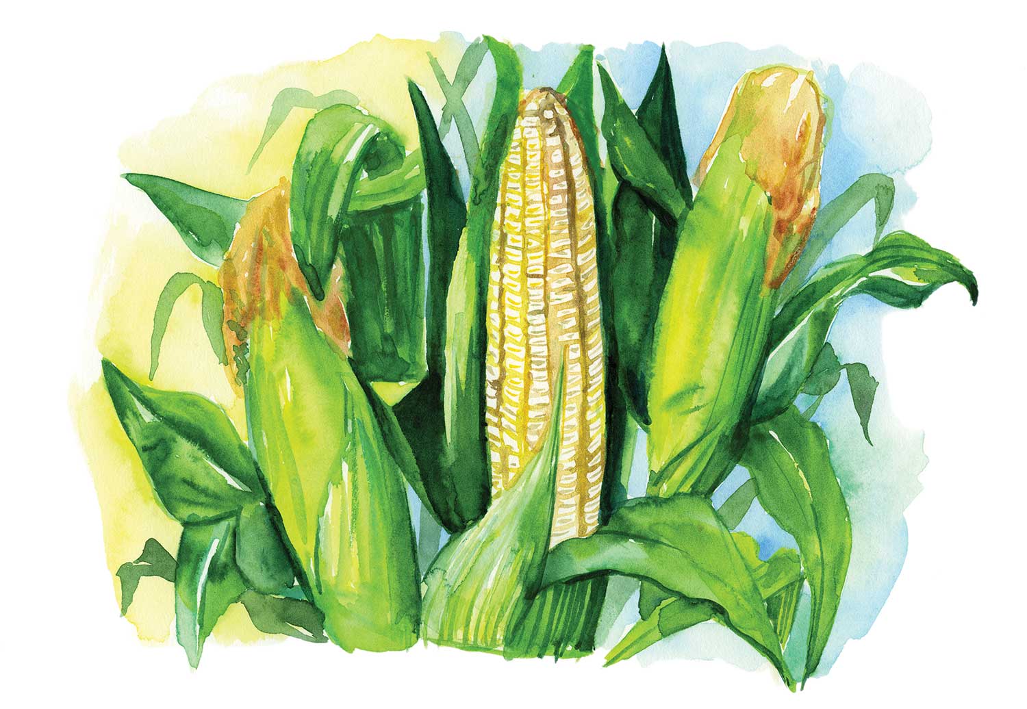 An illustration of Cockeâs Prolific white dent corn