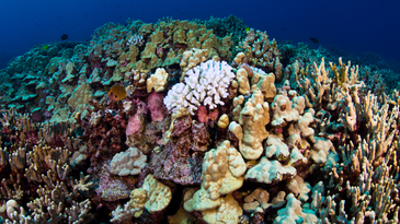 a colorful full coral reef