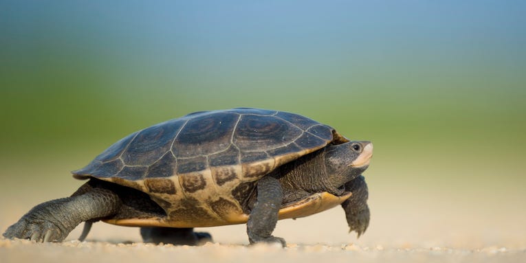 What to do if you find a turtle in the road