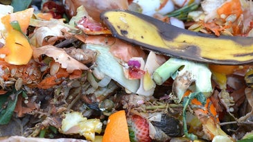 A pile of food scraps and compost materials.