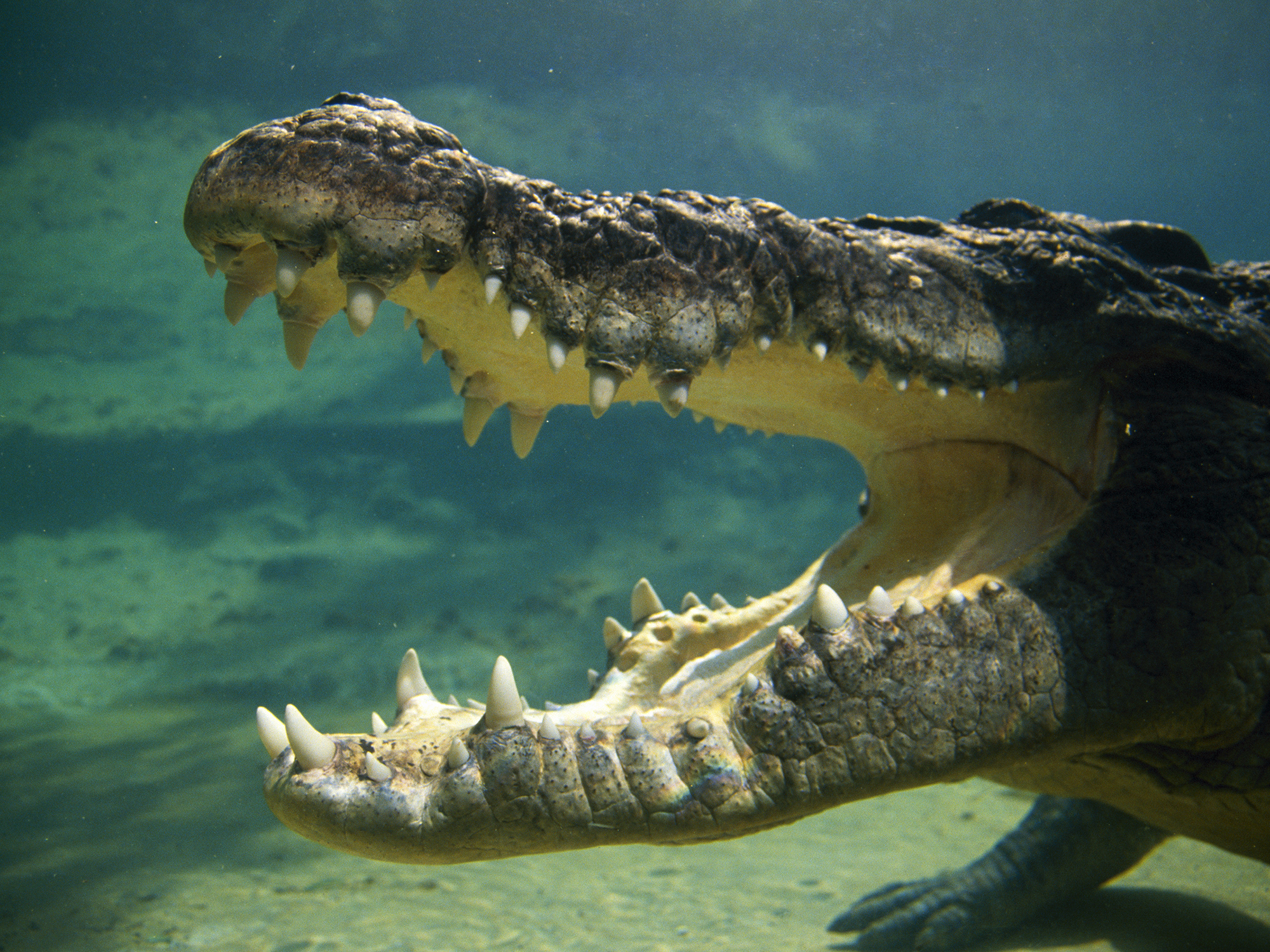 Een foto van een krokodil onder water met zijn mond wijd open.