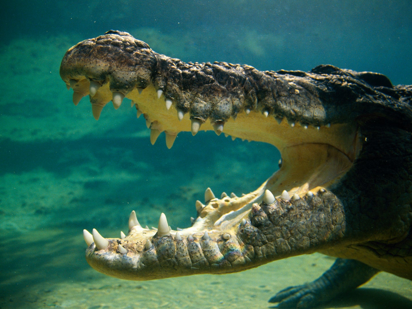 A photo of a crocodile underwater with its mouth wide open.