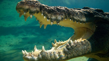 A photo of a crocodile underwater with its mouth wide open.