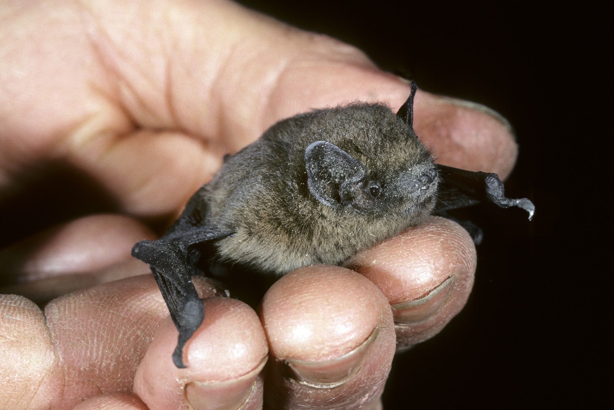 Small brown-black migratory bat help in a person's hand with head facing camera