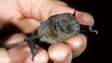 Small brown-black migratory bat help in a person's hand with head facing camera
