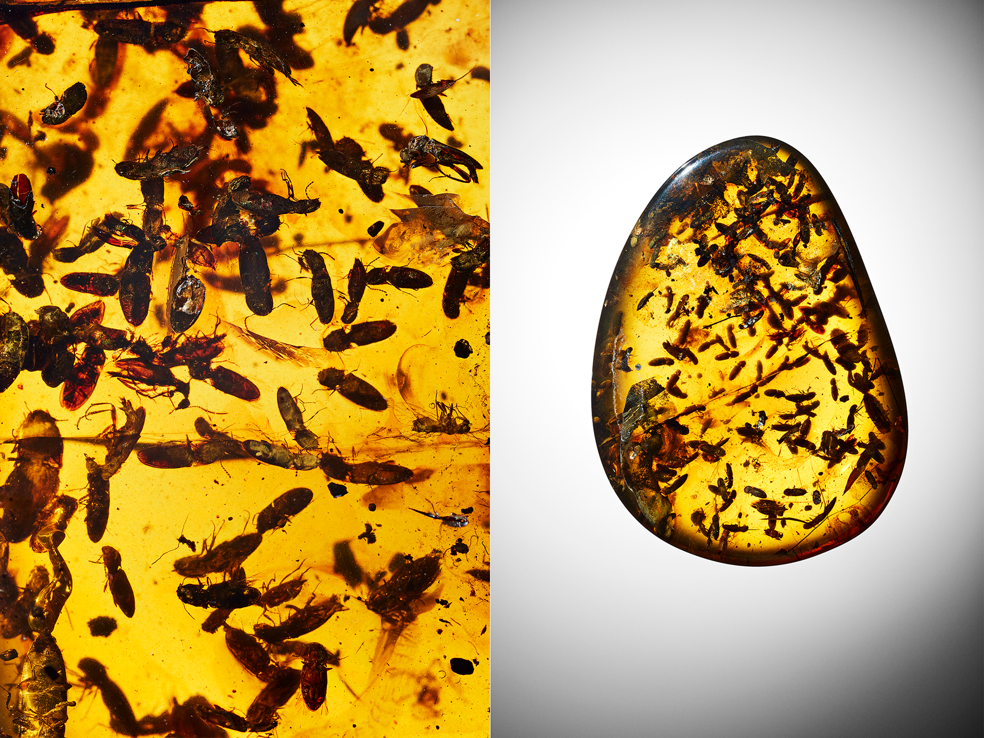 11 detailed photos of amber fossils from AMNH