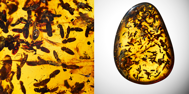 A close look at amber fossils that have stuck through the ages