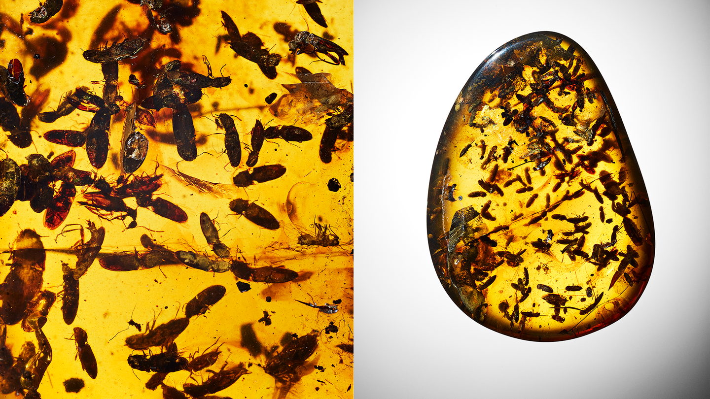 A swarm of fossilized beetles in yellow burmite amber